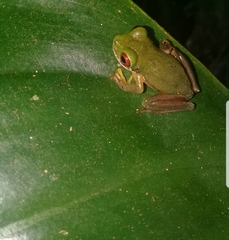 Duellmanohyla salvavida