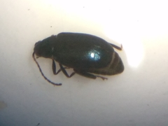 Phyllotreta pusilla