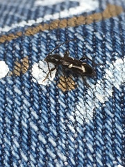 Phymatodes nitidus