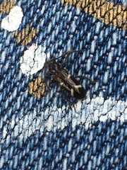 Phymatodes nitidus