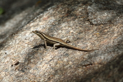 Seychelles Mabuya photo 4