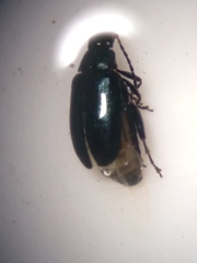 Phyllotreta pusilla
