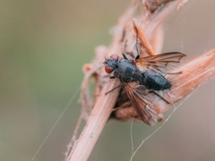 Periscepsia latifrons