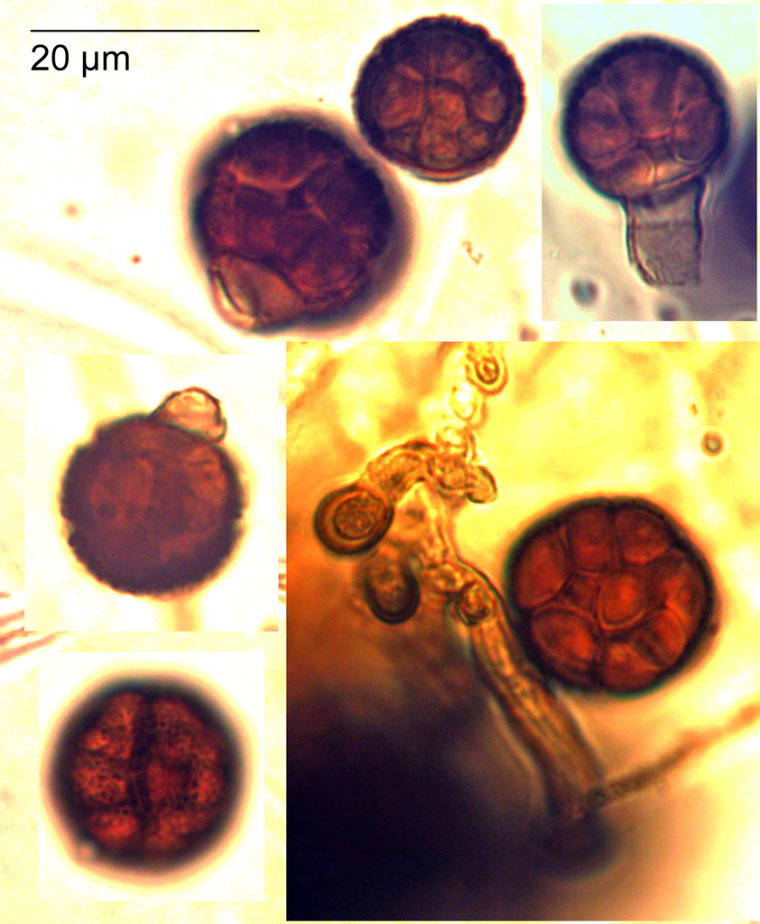 Epicoccum purpurascens