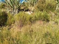 Dracophyllum acerosum