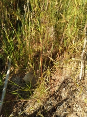 Dracophyllum acerosum