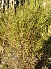 Dracophyllum acerosum