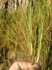 Dracophyllum acerosum