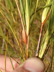 Dracophyllum acerosum