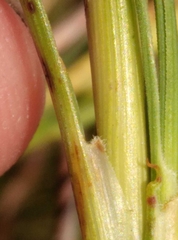 Dracophyllum acerosum