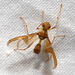 Ctenostylidae - Photo (c) Frank DiStefano, some rights reserved (CC BY-NC), uploaded by Frank DiStefano