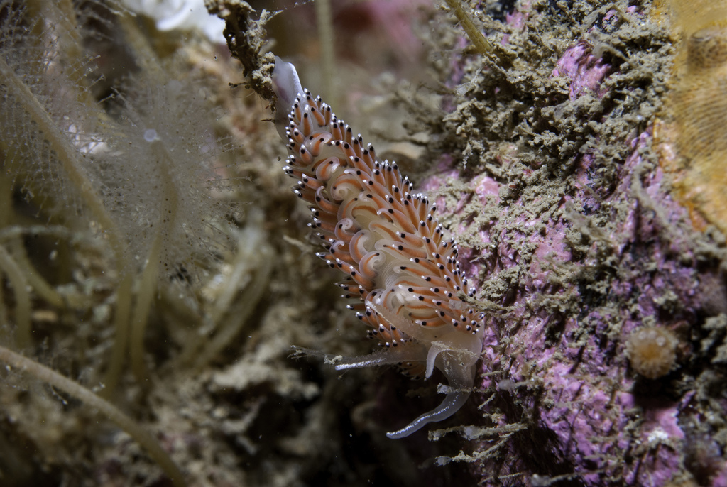 Pepper-and-salt Slug