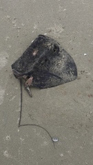 Pteroplatytrygon violacea