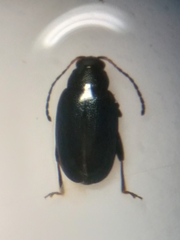 Phyllotreta pusilla
