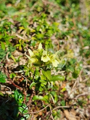 Sideritis hyssopifolia