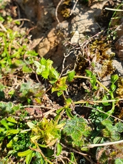 Sideritis hyssopifolia