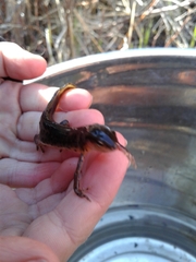 Notophthalmus meridionalis