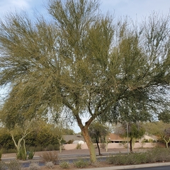 Parkinsonia florida