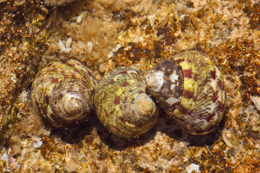 Phorcus articulatus