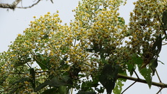 Smallanthus pyramidalis