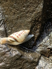 Drymaeus interpunctus