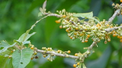 Iochroma arborescens