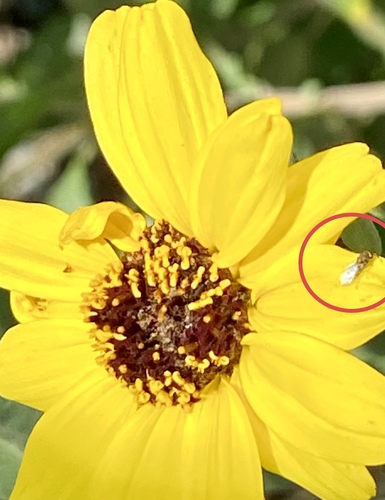 iNaturalist observation photo of Chalcidoid Wasps