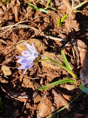 Scilla verna