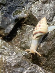 Drymaeus interpunctus