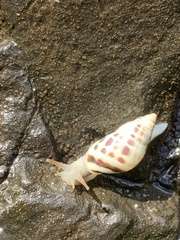 Drymaeus interpunctus