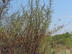 Ulex australis