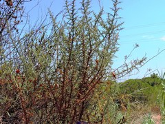 Ulex australis