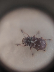 Zygaenodini