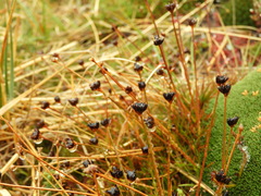 Juncus novae-zelandiae
