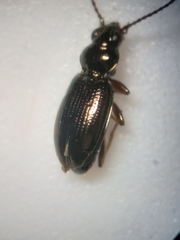 Bembidion lampros