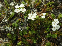 Veronica notialis