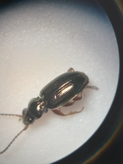 Bembidion lampros
