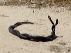 Hierophis viridiflavus carbonarius