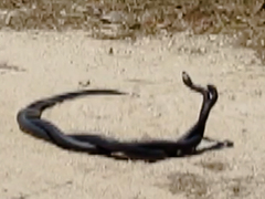 Hierophis viridiflavus carbonarius