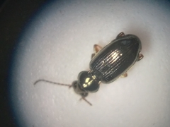 Bembidion lampros