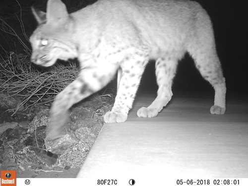 iNaturalist observation photo of Bobcat