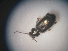 Bembidion lampros