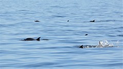 Delphininae