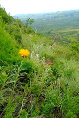Berkheya insignis