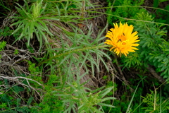 Berkheya insignis