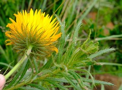 Berkheya insignis