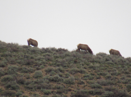 Elk photographed in Idaho