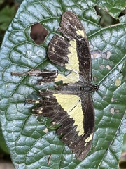 Papilio phorcas