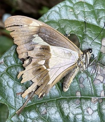 Papilio phorcas