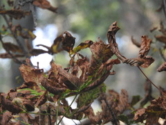 Cameraria ohridella